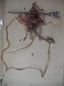 app digestif  de souris 1